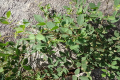 Rhynchosia rufescens